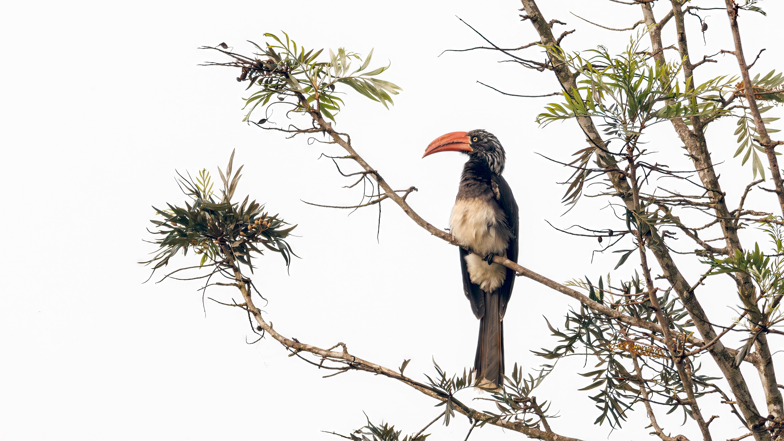 Hand-carved Bird Sculpture