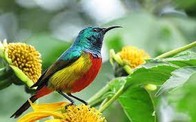 Traditional Rwandan Basket