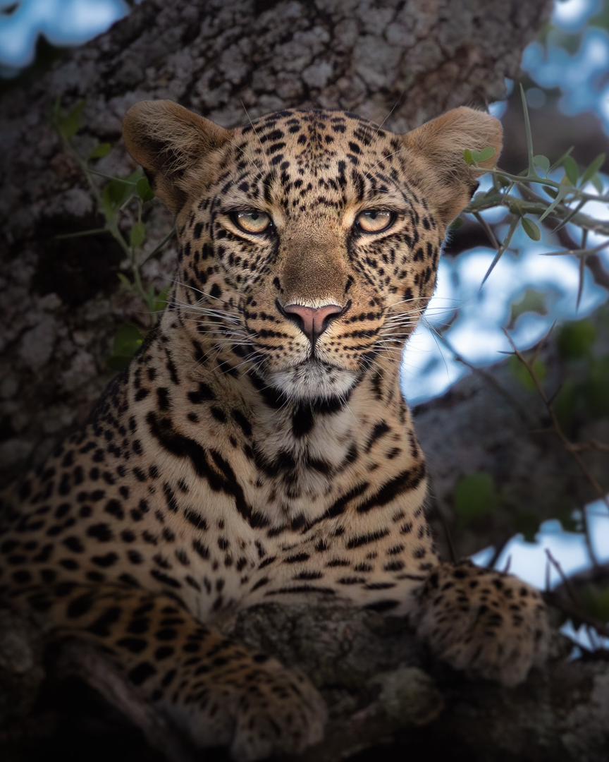 Big Five Safari